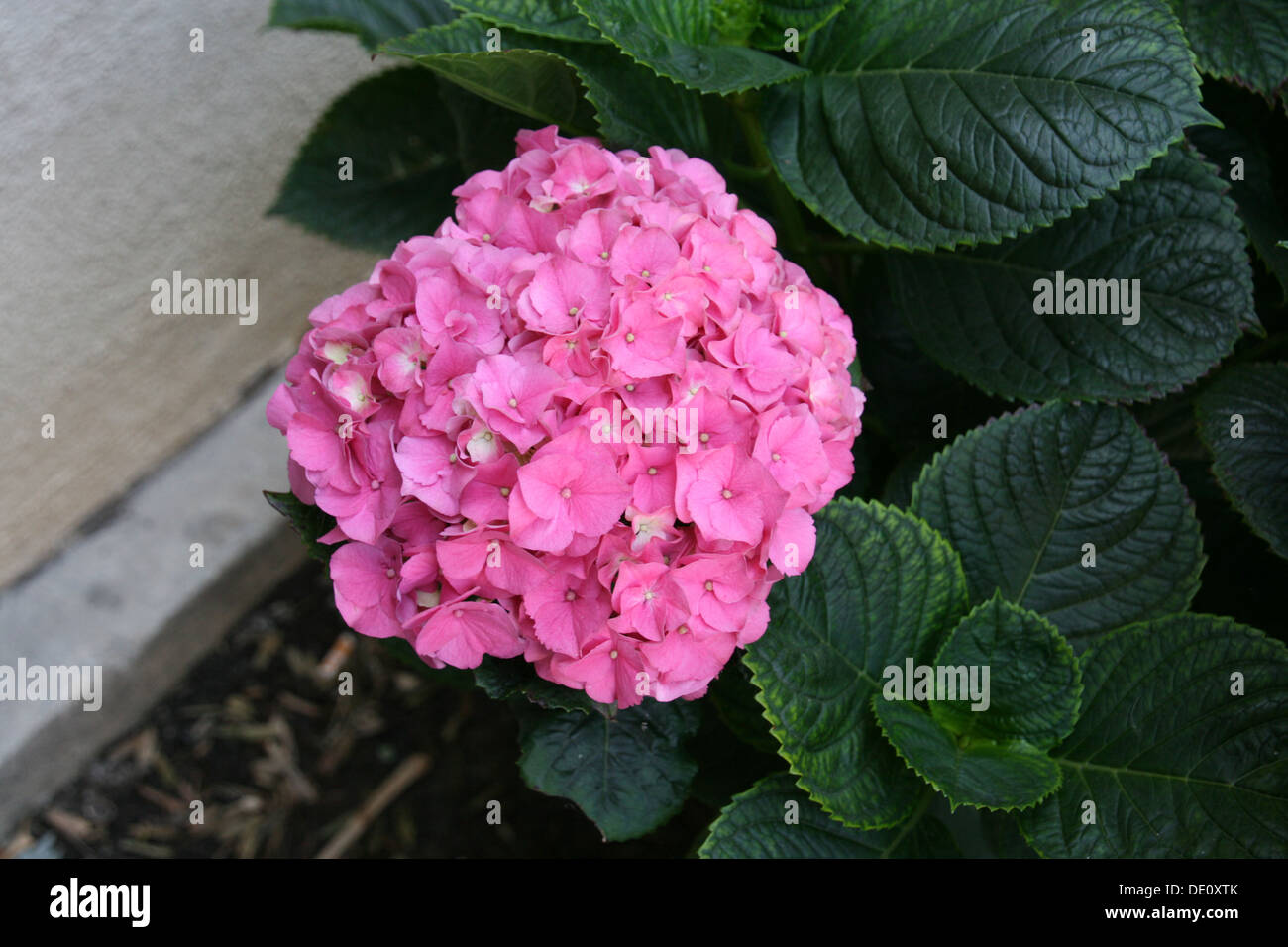 Pink flower cluster hi-res stock photography and images - Alamy