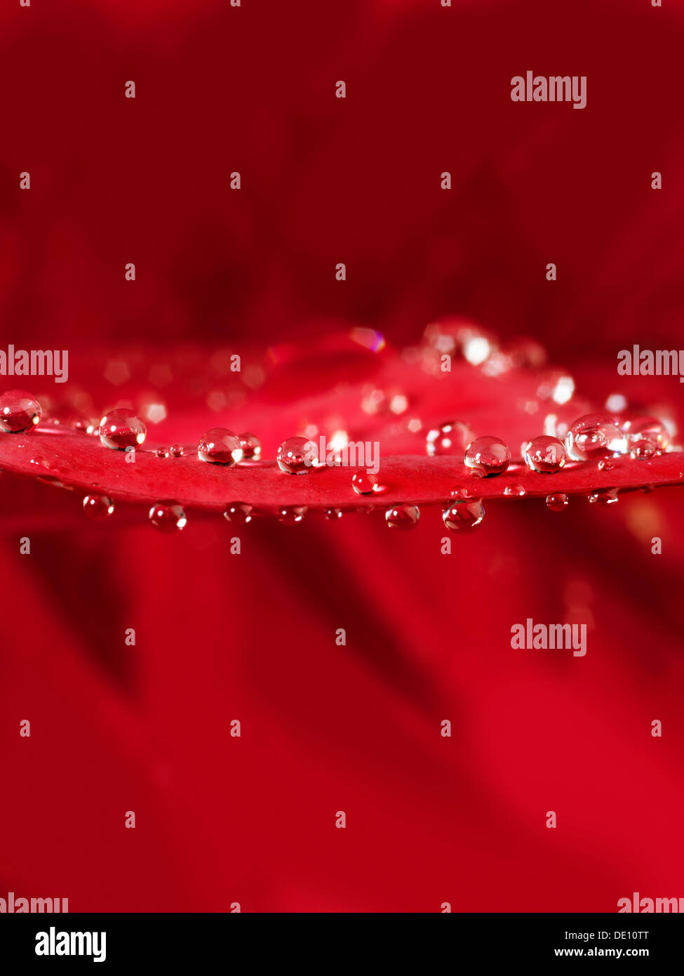 close-up macro of water droplets on a red leaf Stock Photo - Alamy