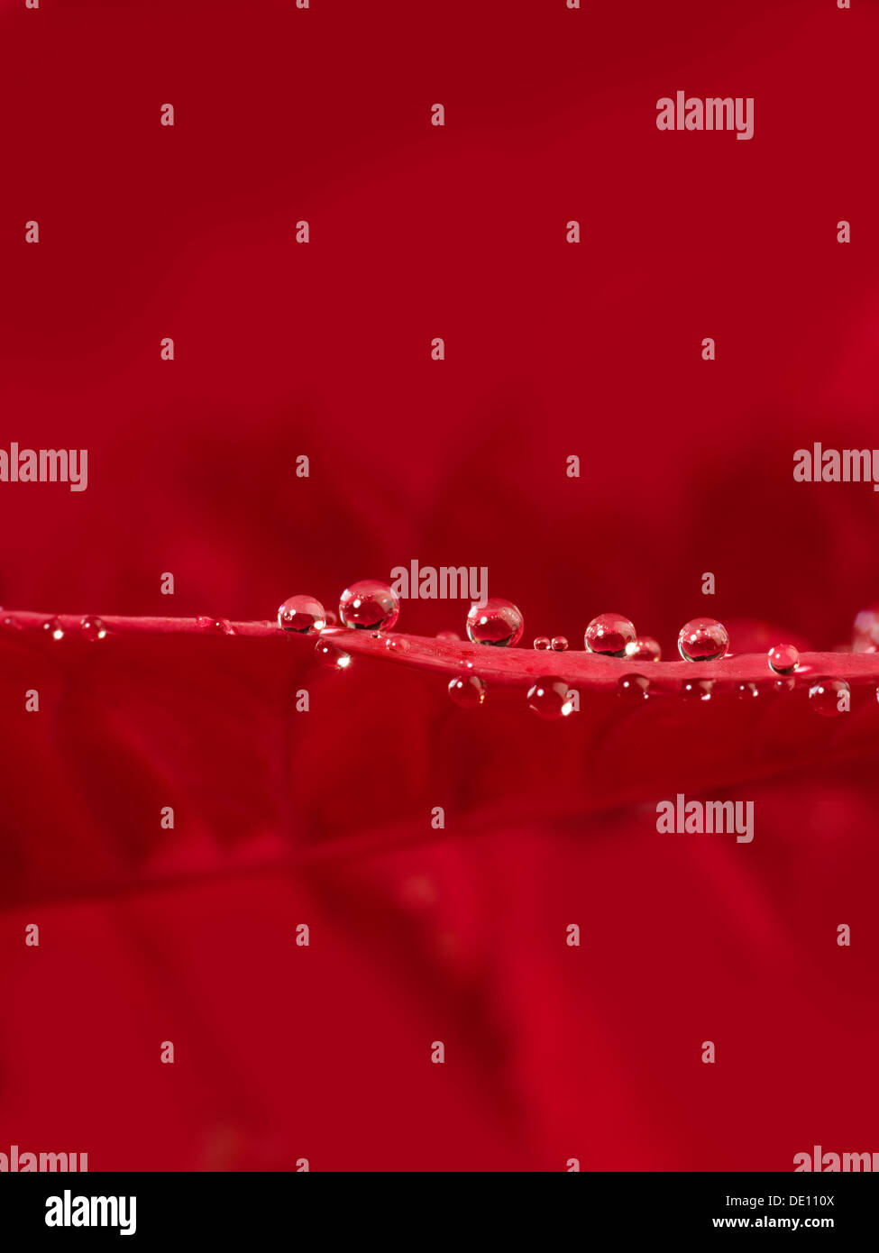close-up macro of water droplets on a red leaf Stock Photo - Alamy