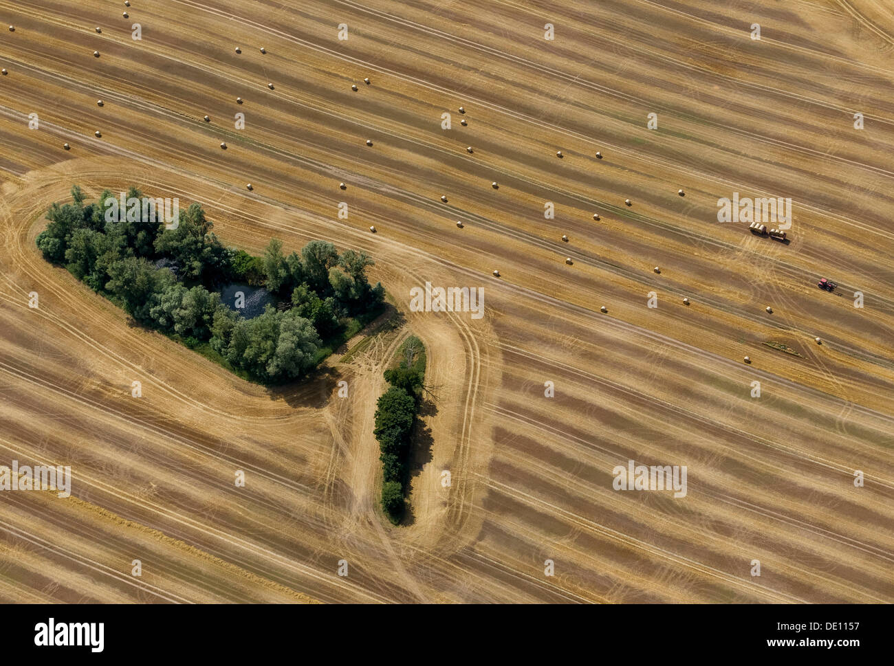 Aerial view, harvested corn field with forest patches, tractor collecting straw bales, moraine Stock Photo