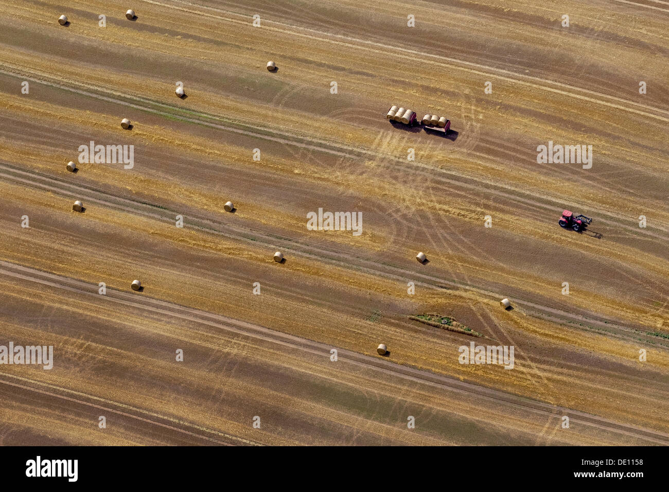 Aerial view, harvested corn field, tractor collecting straw bales, moraine Stock Photo