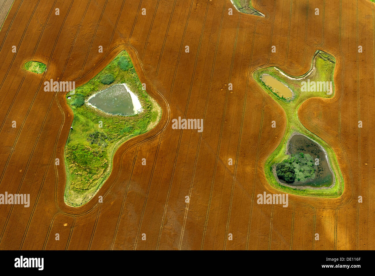 Aerial view, harvested field with ponds and meadow islands Stock Photo