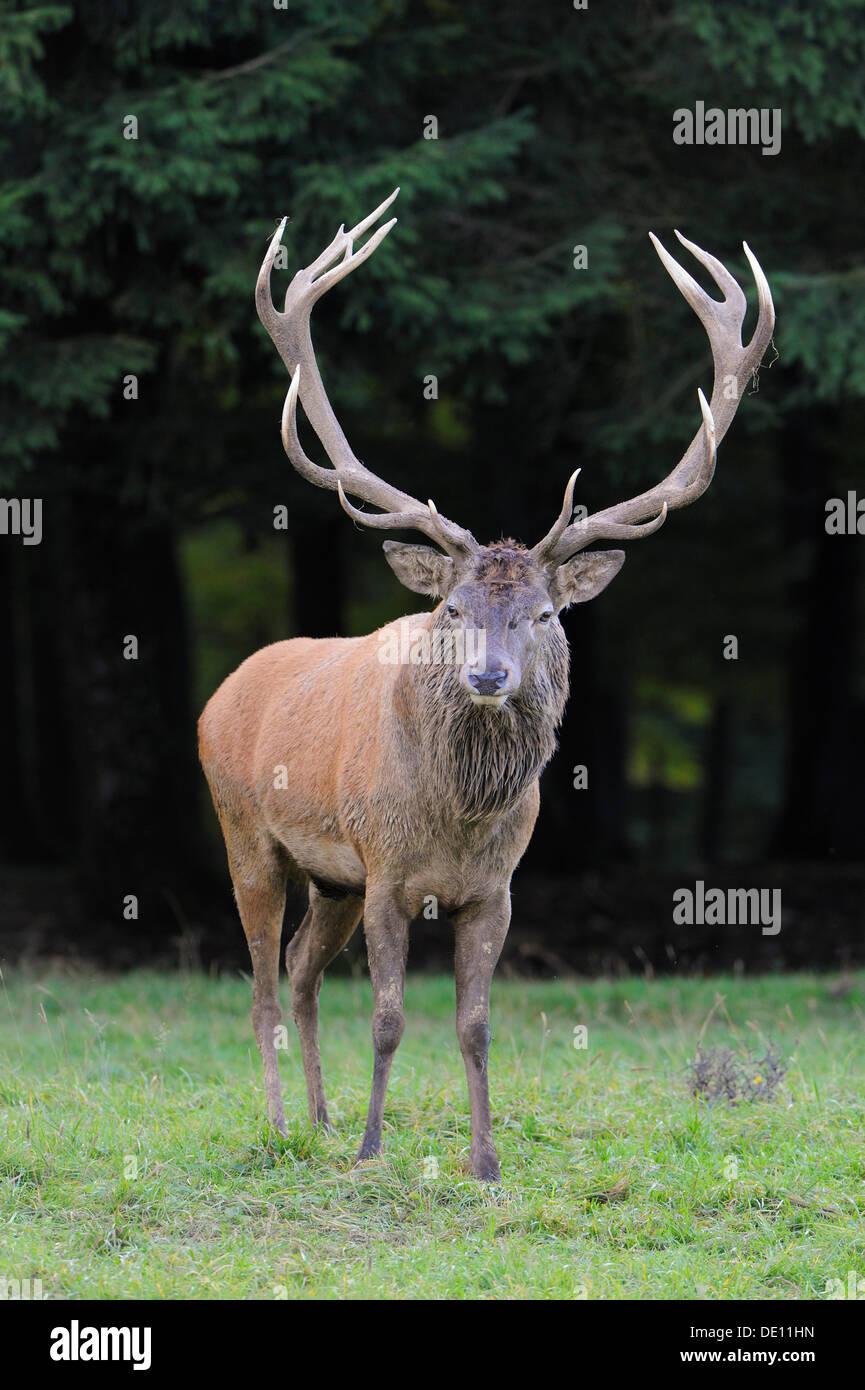 Red deer (Cervus elaphus), stag Stock Photo