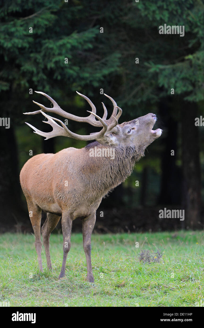 Red deer (Cervus elaphus) belling during rutting time Stock Photo