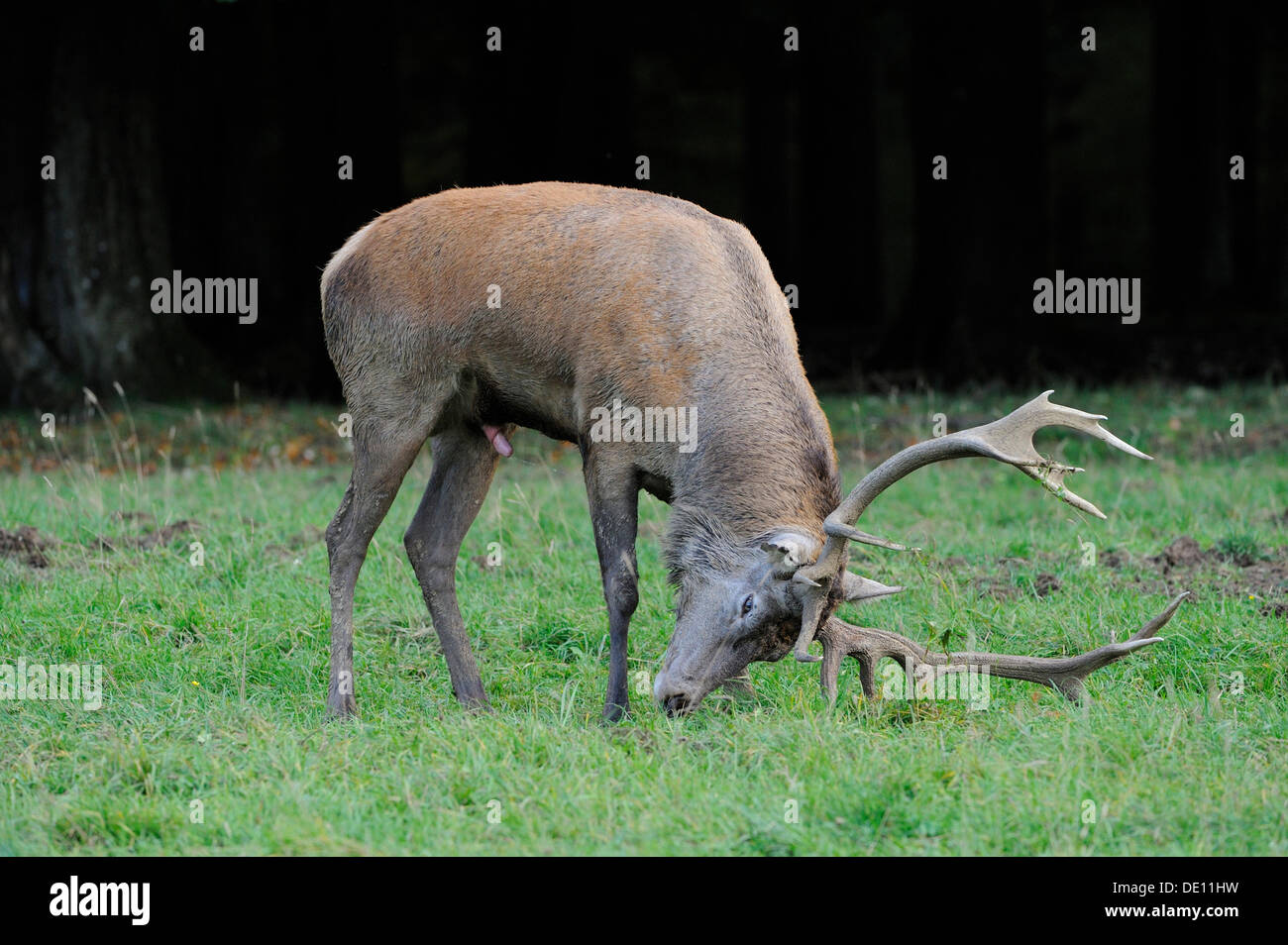 Red deer (Cervus elaphus) marking its territory during rutting season Stock Photo