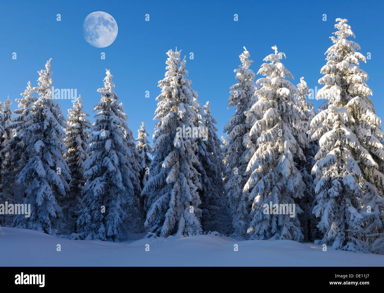 Moon above European Silver Firs (Abies alba) in frost and snow, Schauinsland Mountain, Black Forest, Baden-Wuerttemberg Stock Photo