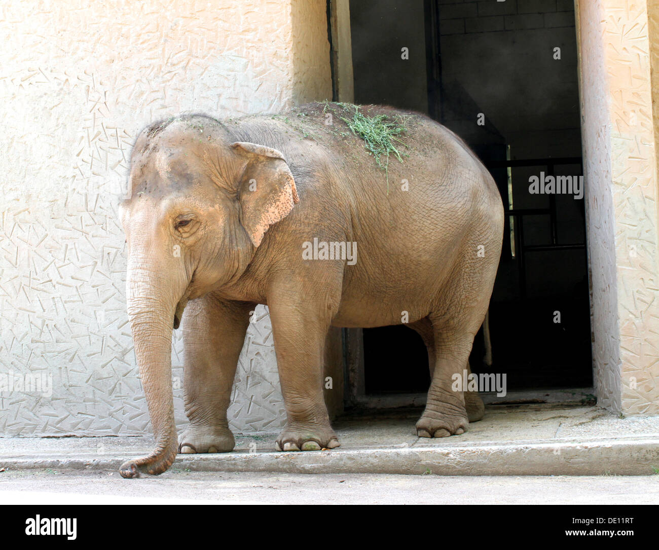 heavy elephant with a long trunk while walking inside the natural reserve Stock Photo - Alamy heavy elephant with a long trunk while walking inside the natural reserve Stock Photo - Alamy