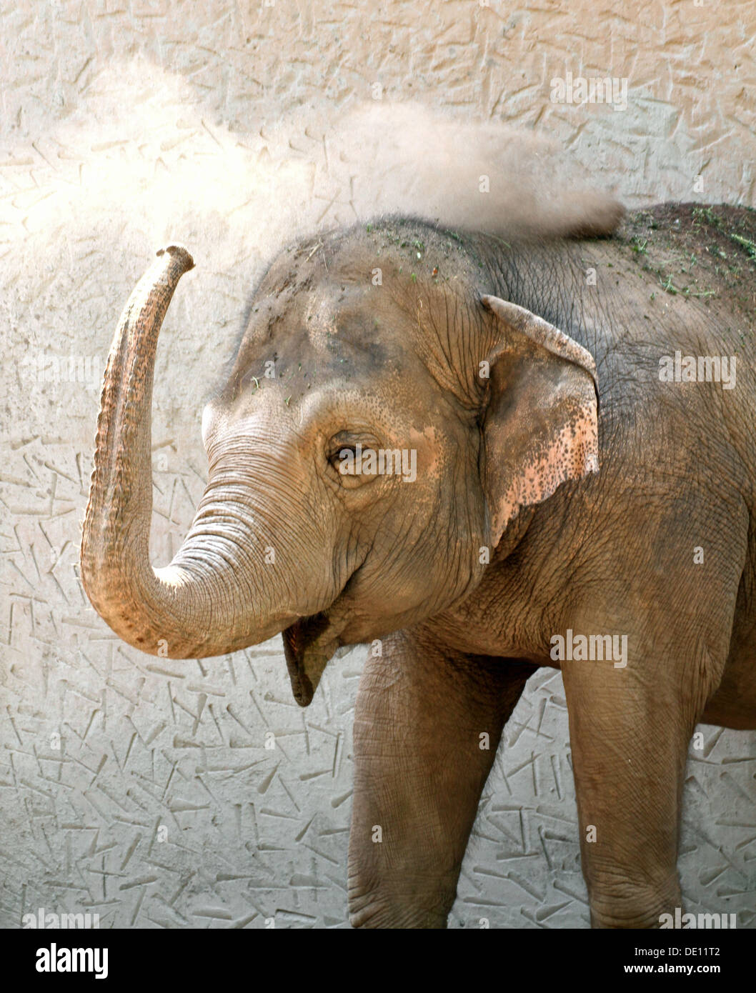heavy elephant with a long trunk while throw sand on the large back Stock  Photo - Alamy