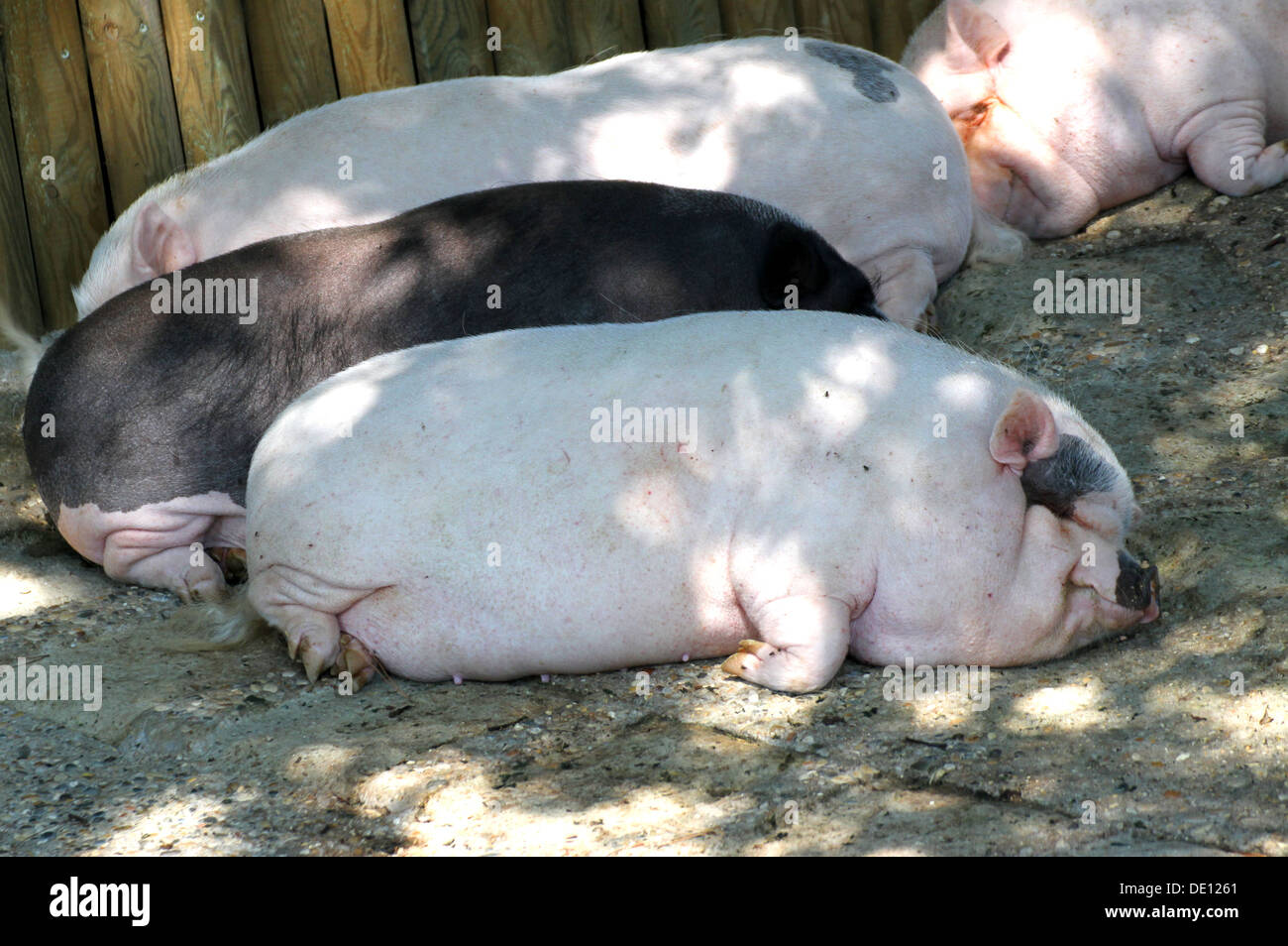 stye with many heavy pigs lying wearily on the mud Stock Photo