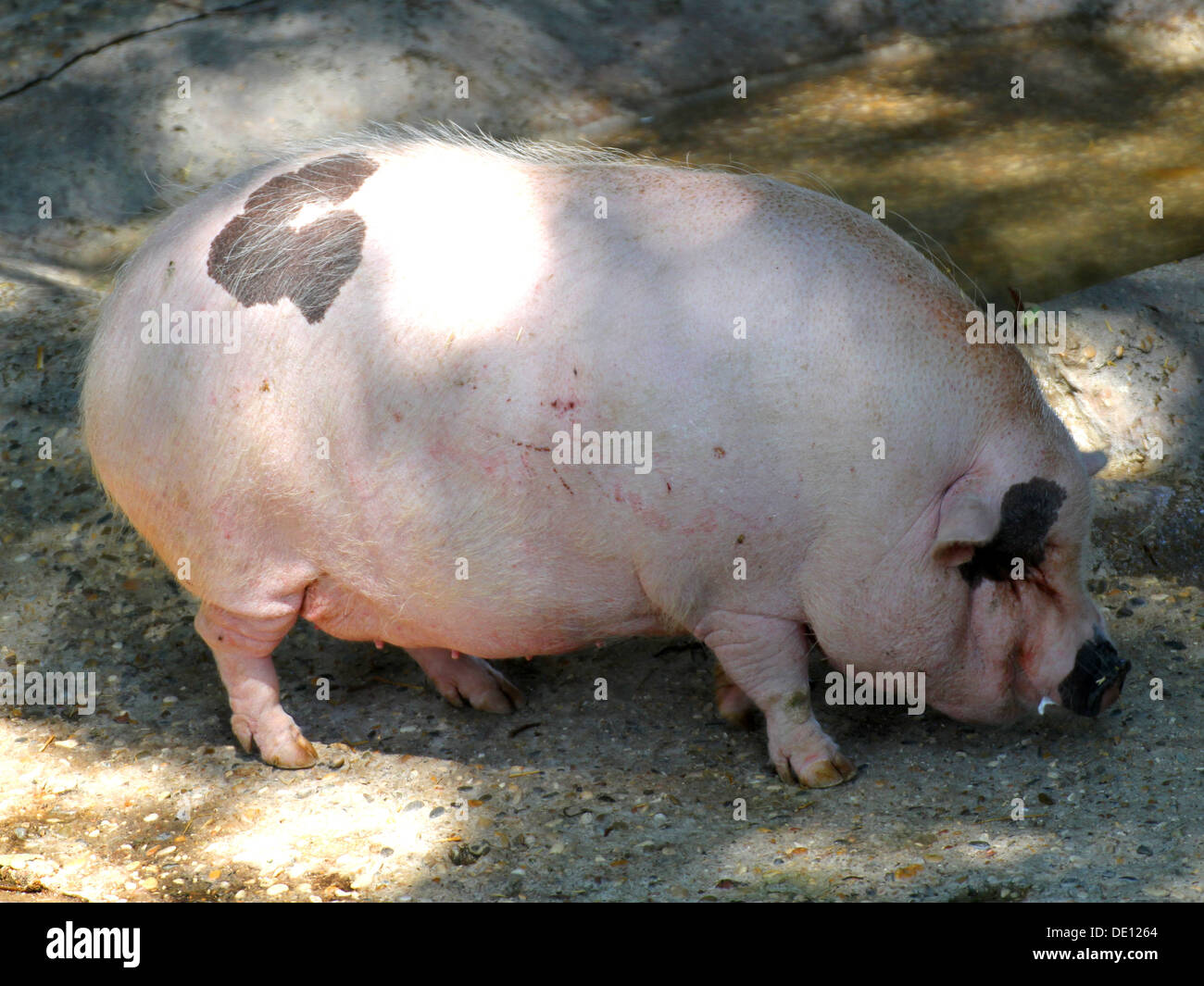 Pink pig fat rest with its huge grinding wheel inside the pigsty amid the mud Stock Photo