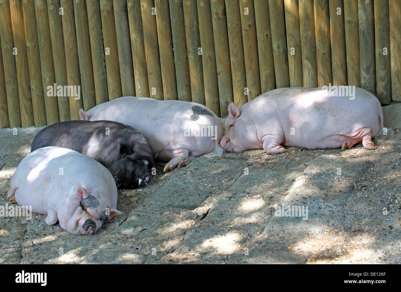 stye with many heavy pigs lying wearily on the mud Stock Photo