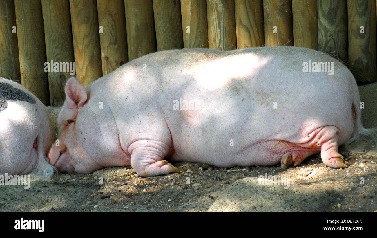 pink fat Pork is sleeping inside the pigsty amid the mud Stock Photo