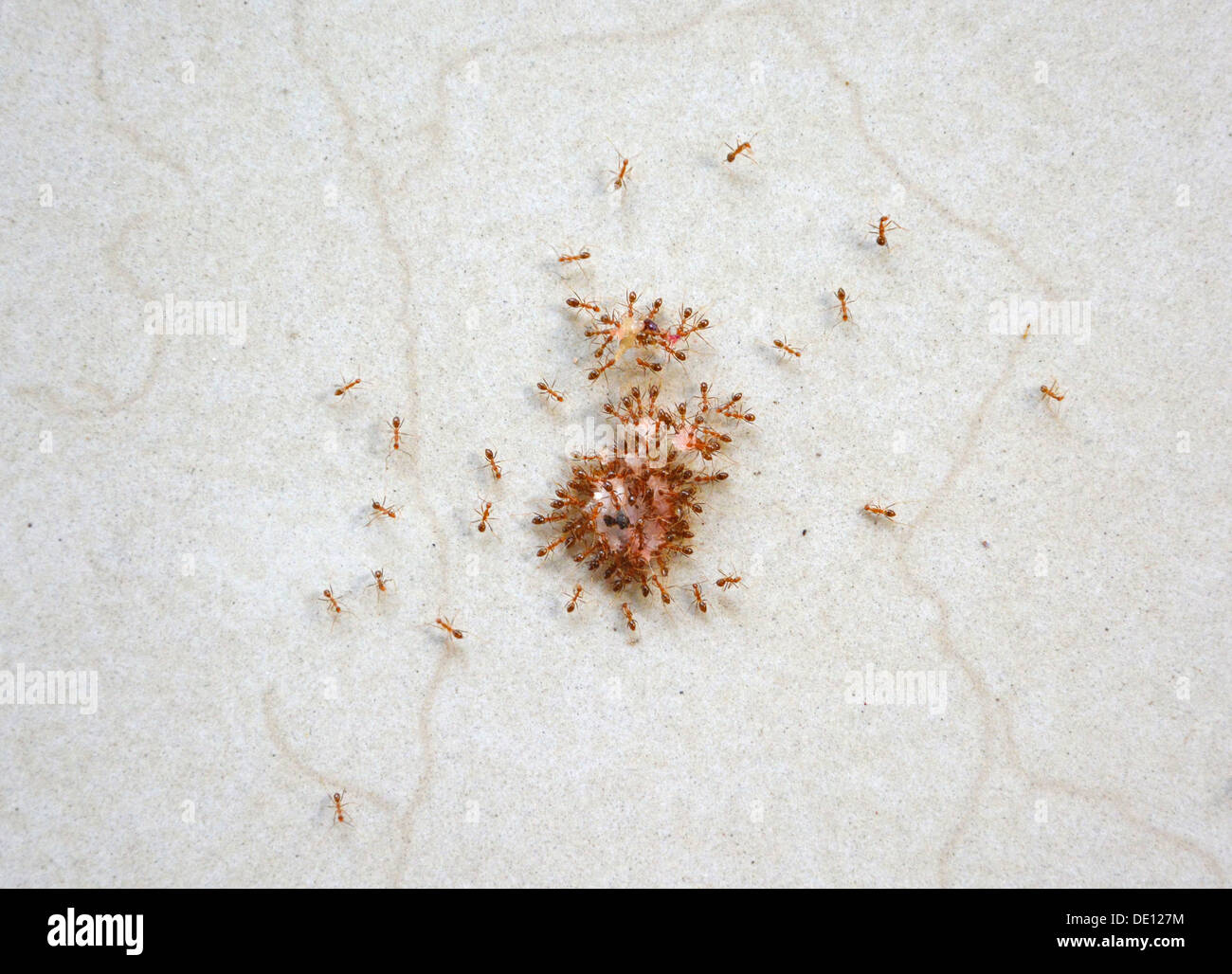 Crazy ants trying to carry food Stock Photo