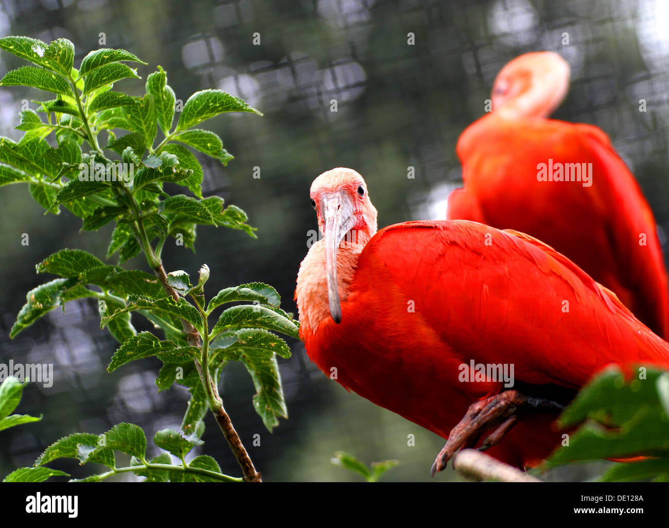 Red ibis bird with very vivid plumage over the branch of a tree green Stock Photo