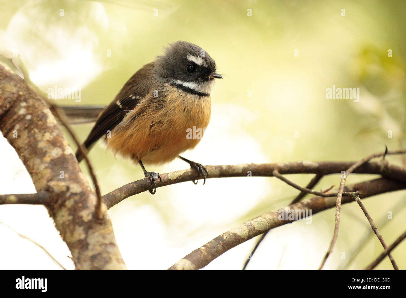 Fantail bird hires stock photography and images Alamy