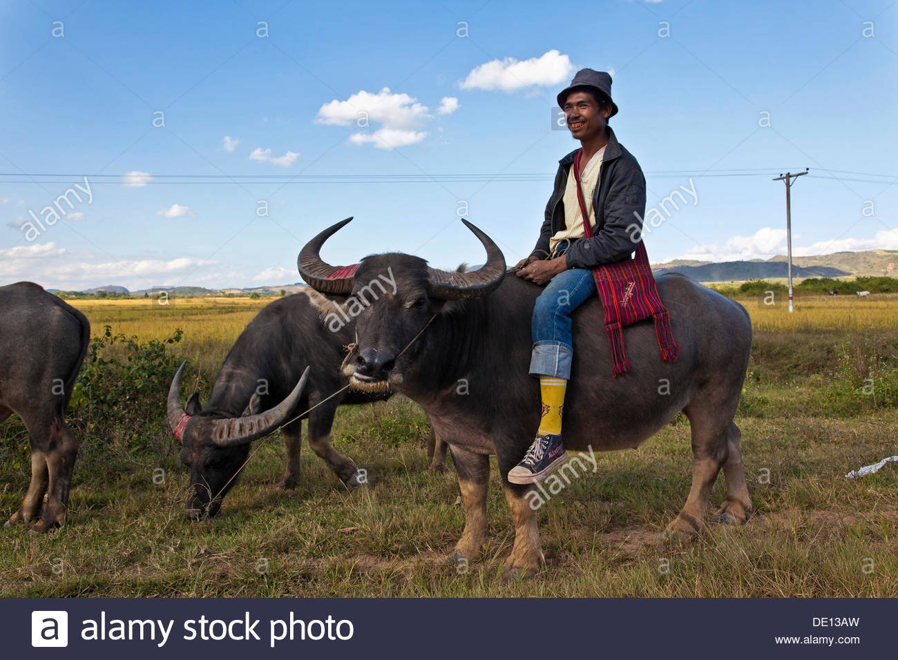 Man on a water buffalo Stock Photo - Alamy