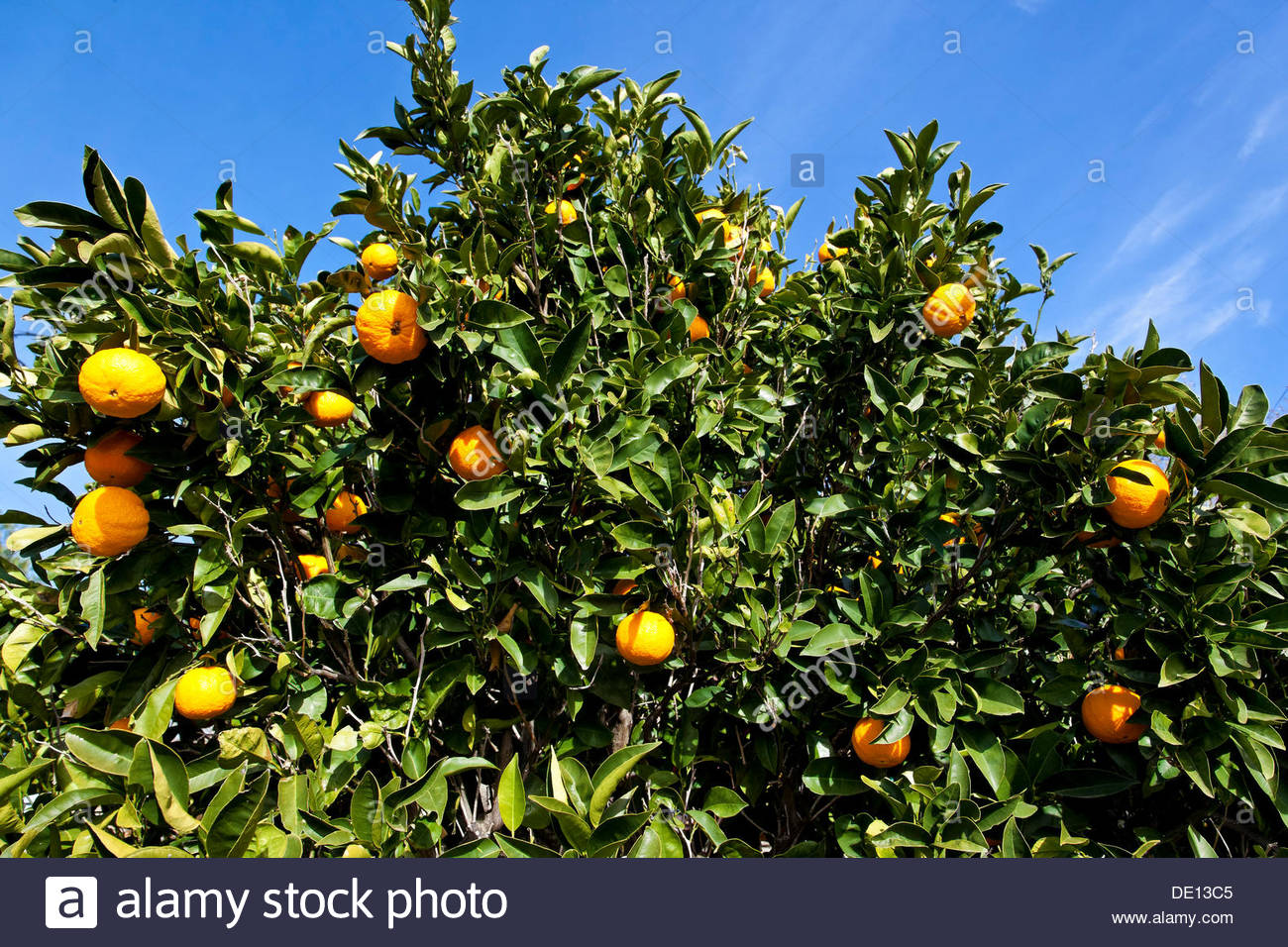 Orange Tree With Fruit Citrus Sinensis Orange Tree With Fruit Citrus Sinensis