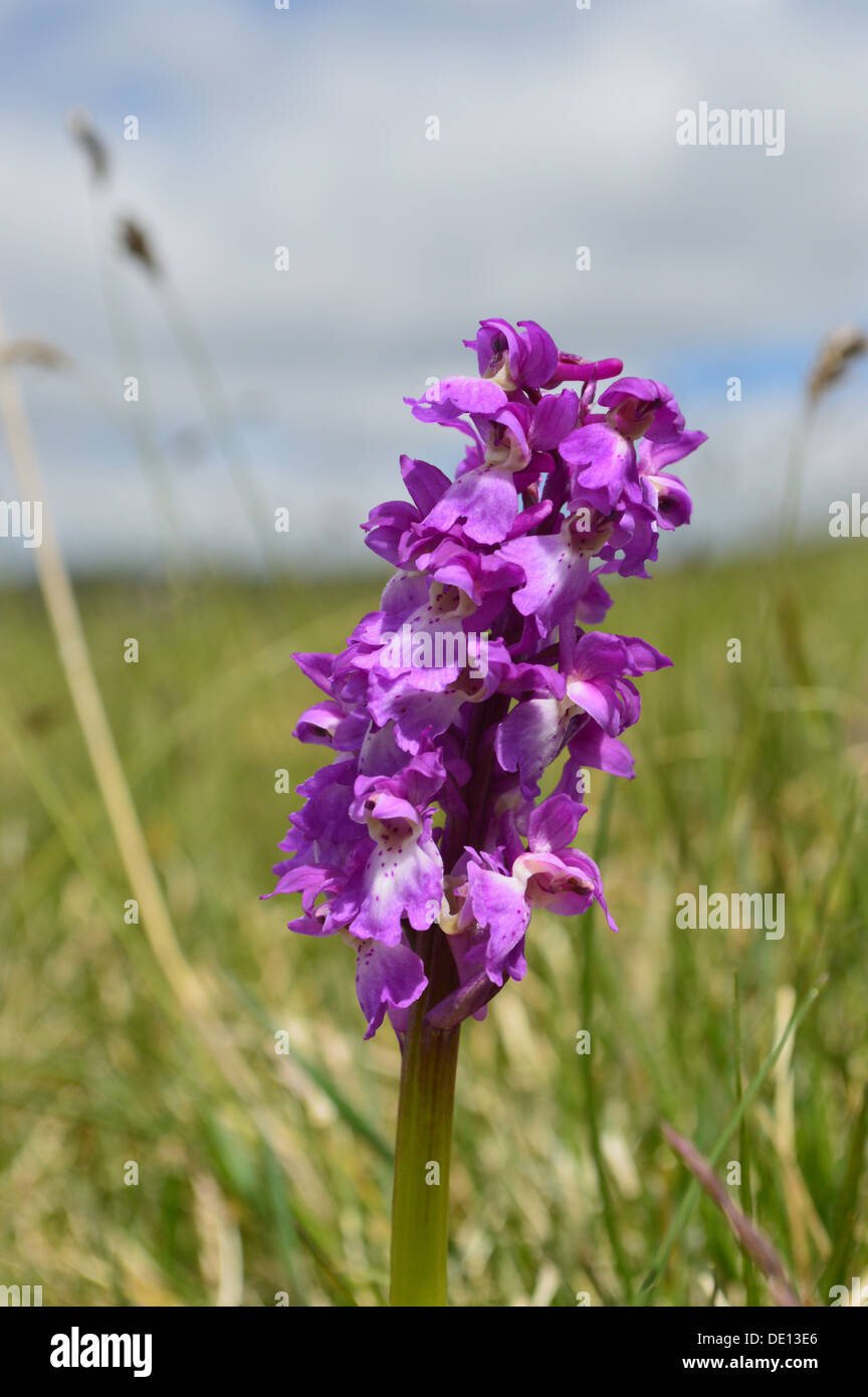 Lawson Top - Orchid main image 1