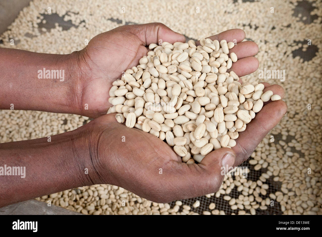 Hands holding shelled green coffee beans while drying, coffee