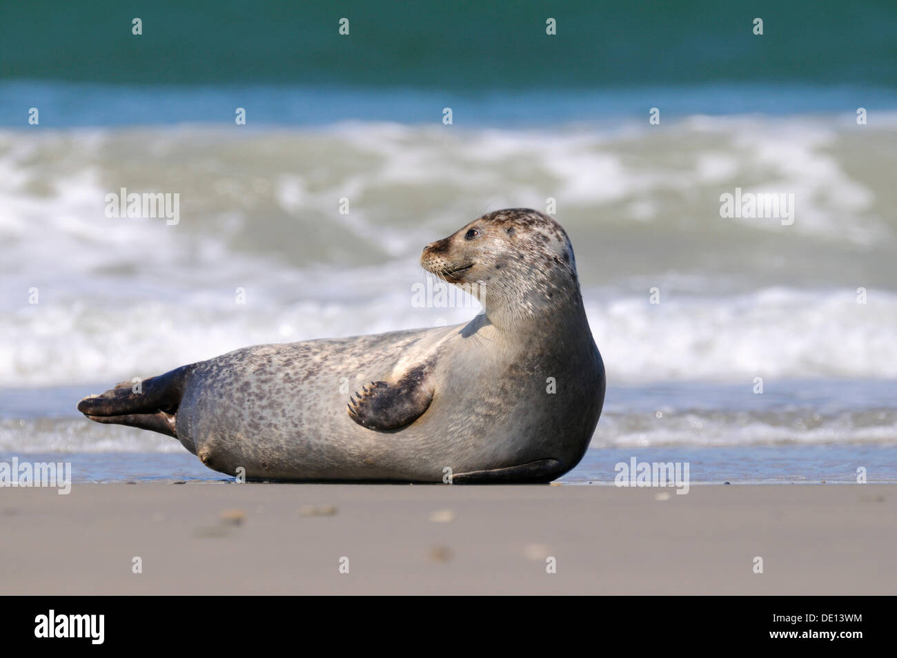 Harbor Seal (Phoca vitulina), dormant phase on the beach, North Sea, Duene, Heligoland, Schleswig Holstein Stock Photo