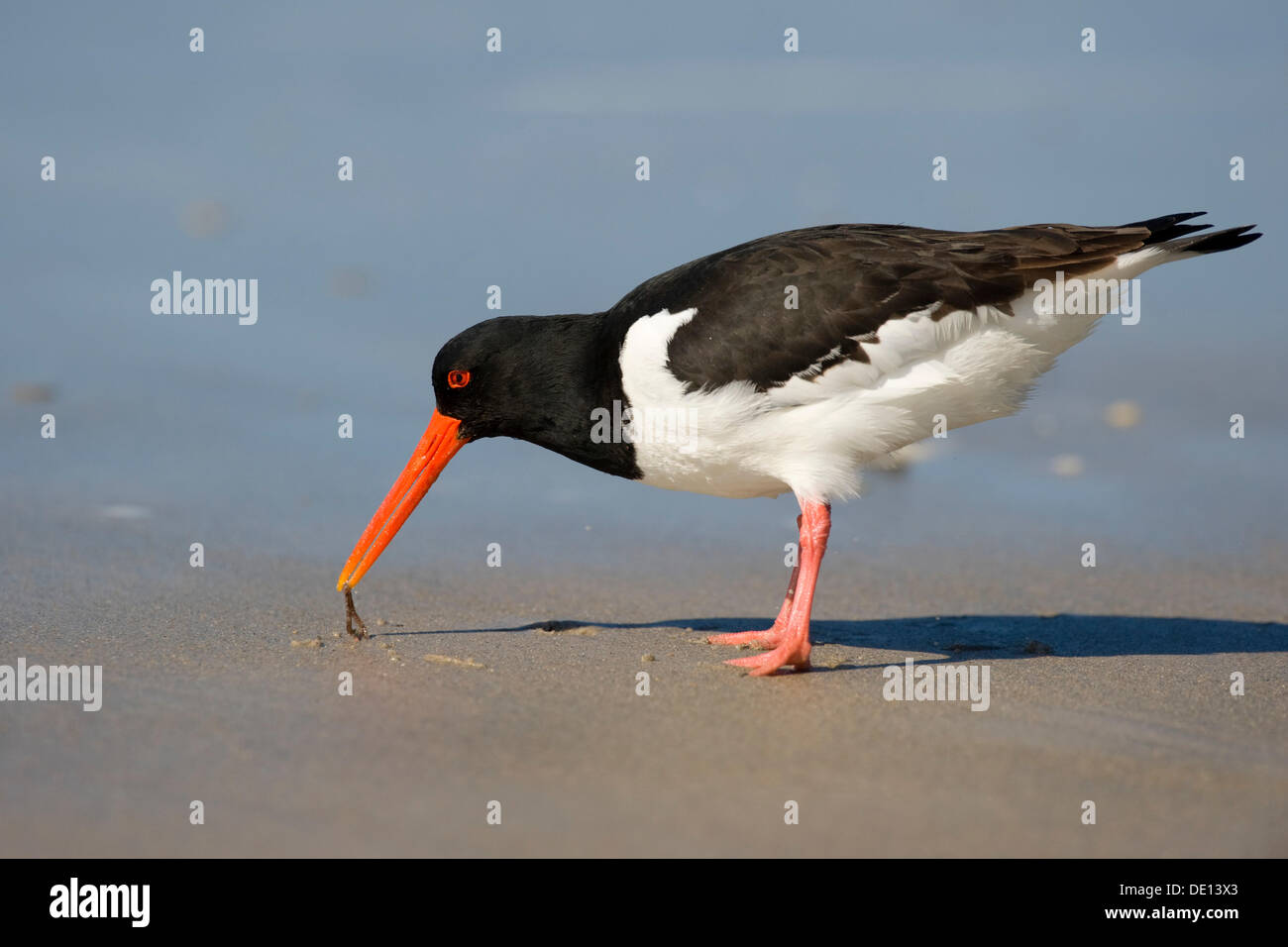 Eurasian Oystercatcher (Haematopus ostralegus), North Sea, Duene, Heligoland, Schleswig-Holstein Stock Photo