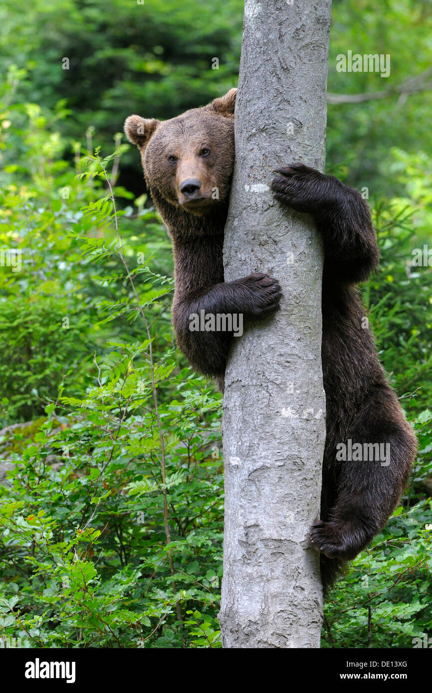 American Brown Bear (Ursus arctos), climbing a tree, compound, national park, Bavarian Forest, Bavaria Stock Photo