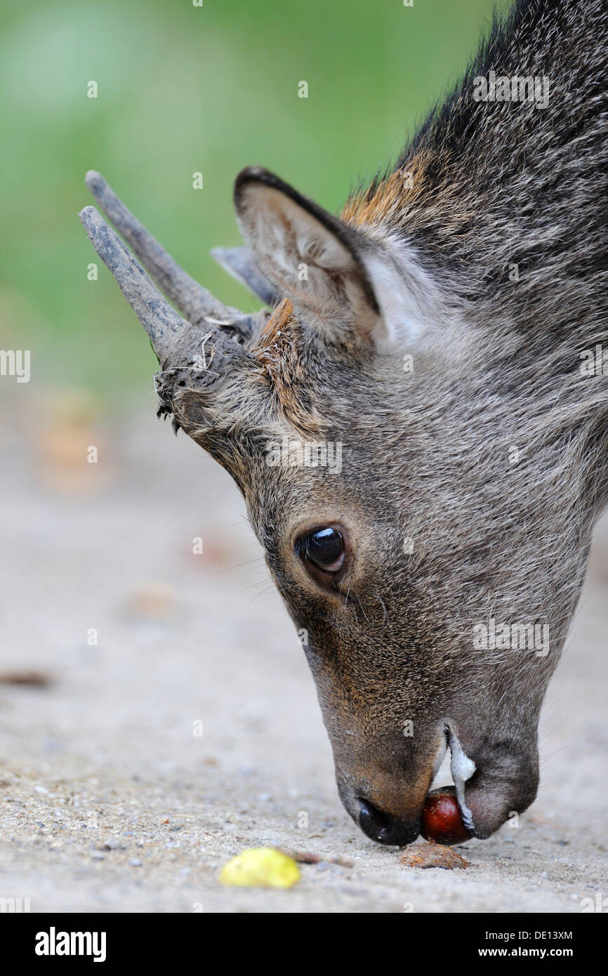 Sika Deers (Cervus nippon), portrait, young deer feeding, chestnut, Jaegersborg, Zealand, Denmark, Scandinavia, Europe Stock Photo