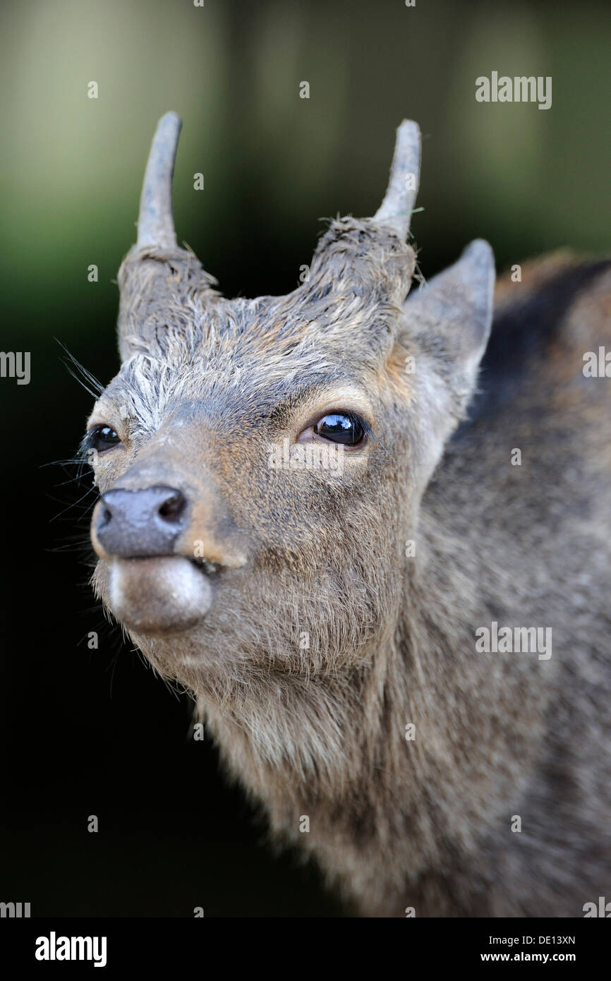 Sika Deers (Cervus nippon), portrait, Jaegersborg, Zealand, Denmark, Scandinavia, Europe Stock Photo