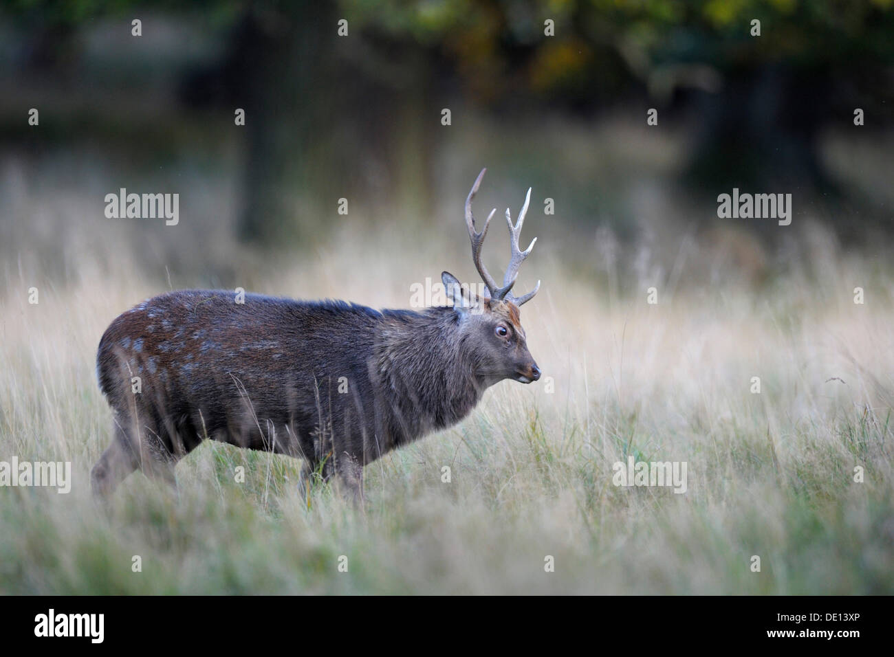 Sika Deers (Cervus nippon), rutting stag, Jaegersborg, Zealand, Denmark, Scandinavia, Europe Stock Photo