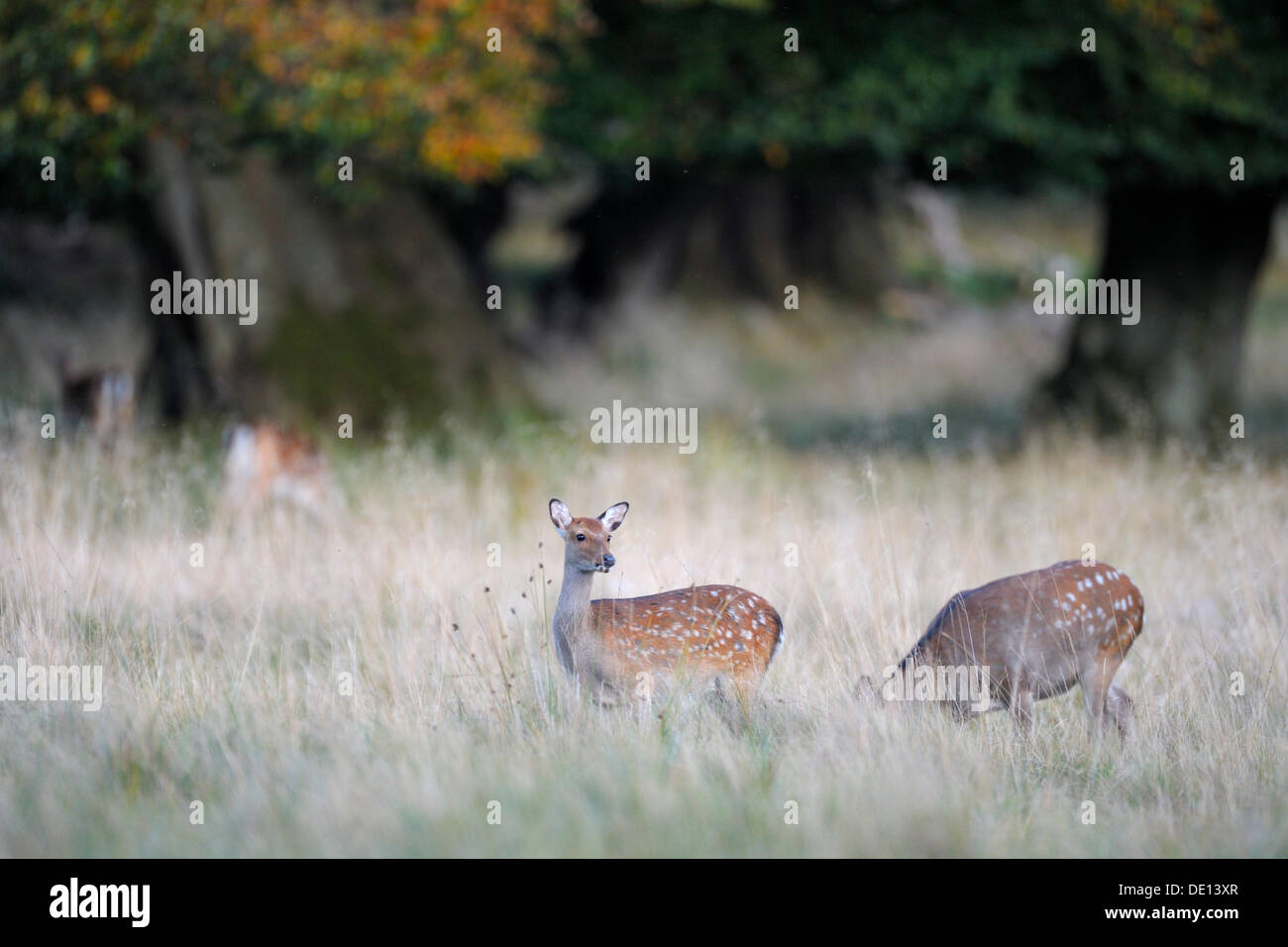 Sika Deers (Cervus nippon), female, Jaegersborg, Zealand, Denmark, Scandinavia, Europe Stock Photo