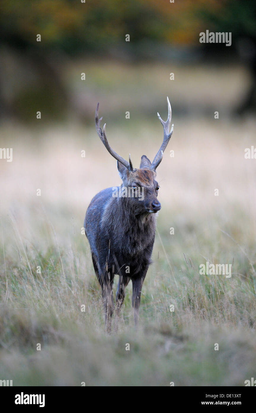 Sika Deer (Cervus nippon), rutting stag, Jaegersborg, Zealand, Denmark, Scandinavia, Europe Stock Photo