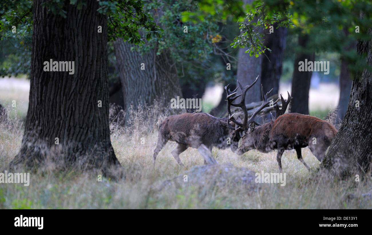 Red deer (Cervus elaphus), rutting stags, fighting, Jaegersborg, Denmark, Scandinavia, Europe Stock Photo