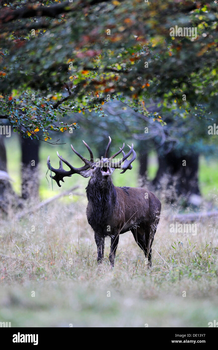 Red deer (Cervus elaphus), rutting stag, belling, Jaegersborg, Denmark, Scandinavia, Europe Stock Photo