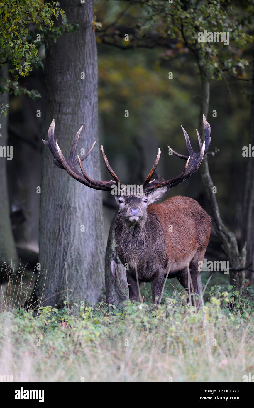 Red Deer (Cervus elaphus), stag, Jaegersborg, Denmark, Scandinavia, Europe Stock Photo