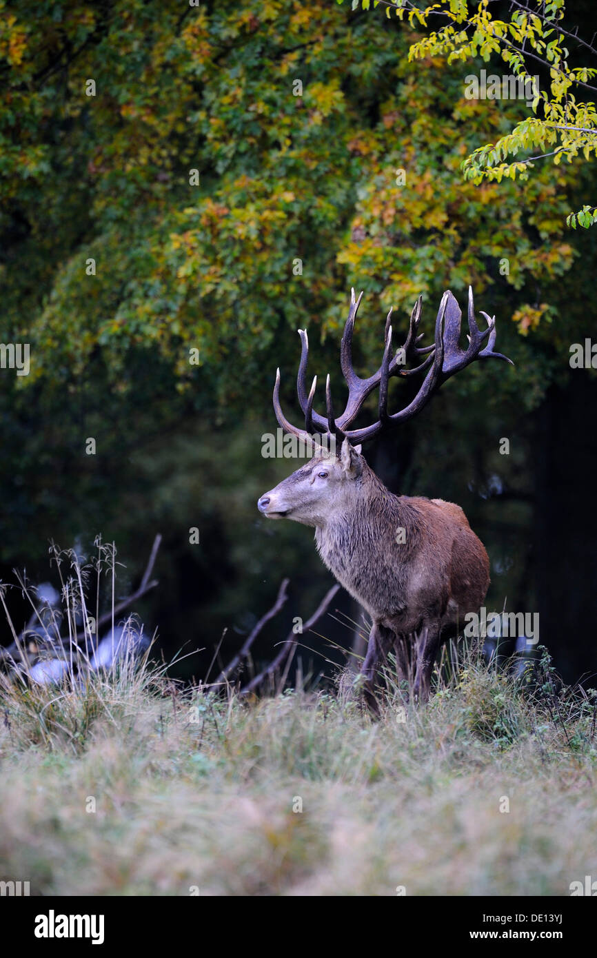 Red Deer (Cervus elaphus), stag, Jaegersborg, Denmark, Scandinavia, Europe Stock Photo