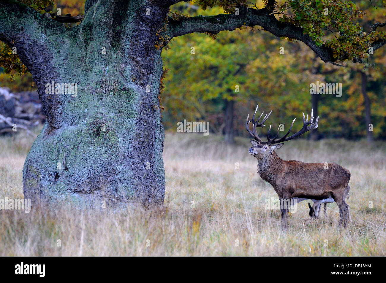 Red Deer (Cervus elaphus) stag, standing under ancient oak, Jaegersborg, Denmark, Scandinavia, Europe Stock Photo