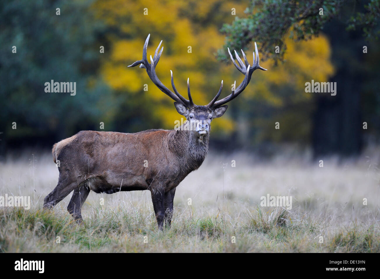 Red Deer (Cervus elaphus) stag, Jaegersborg, Denmark, Scandinavia, Europe Stock Photo