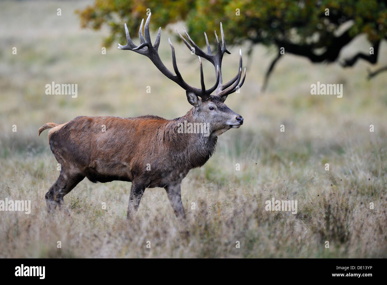 Red Deer (Cervus elaphus) stag, Jaegersborg, Denmark, Scandinavia, Europe Stock Photo