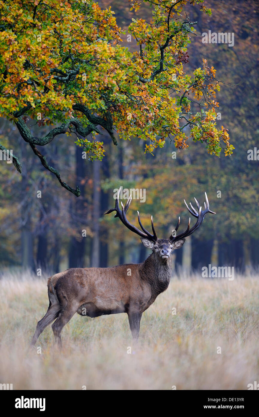 Red Deer (Cervus elaphus) stag, Jaegersborg, Denmark, Scandinavia, Europe Stock Photo