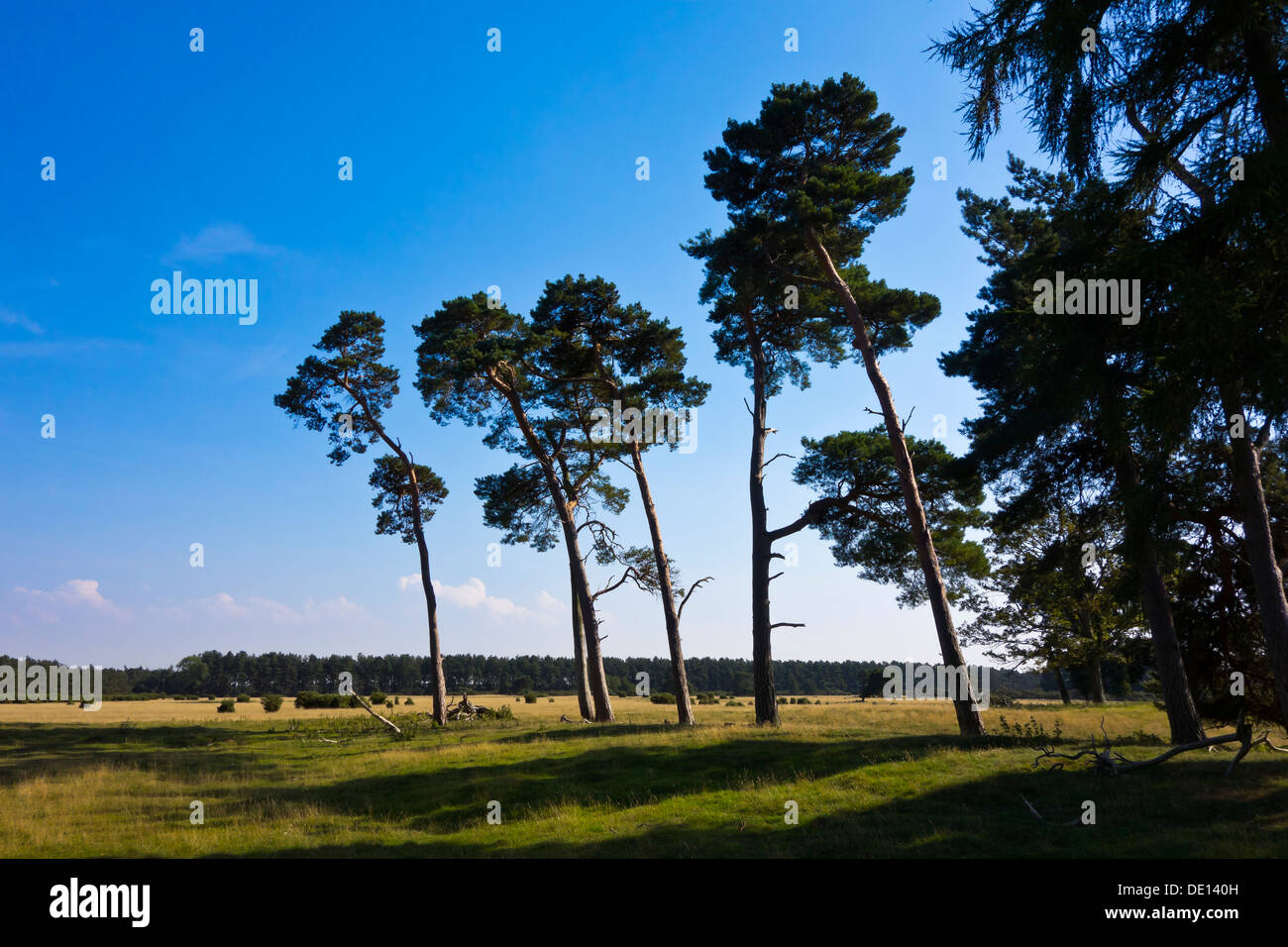 Scots pine pinus sylvestris hi-res stock photography and images - Alamy