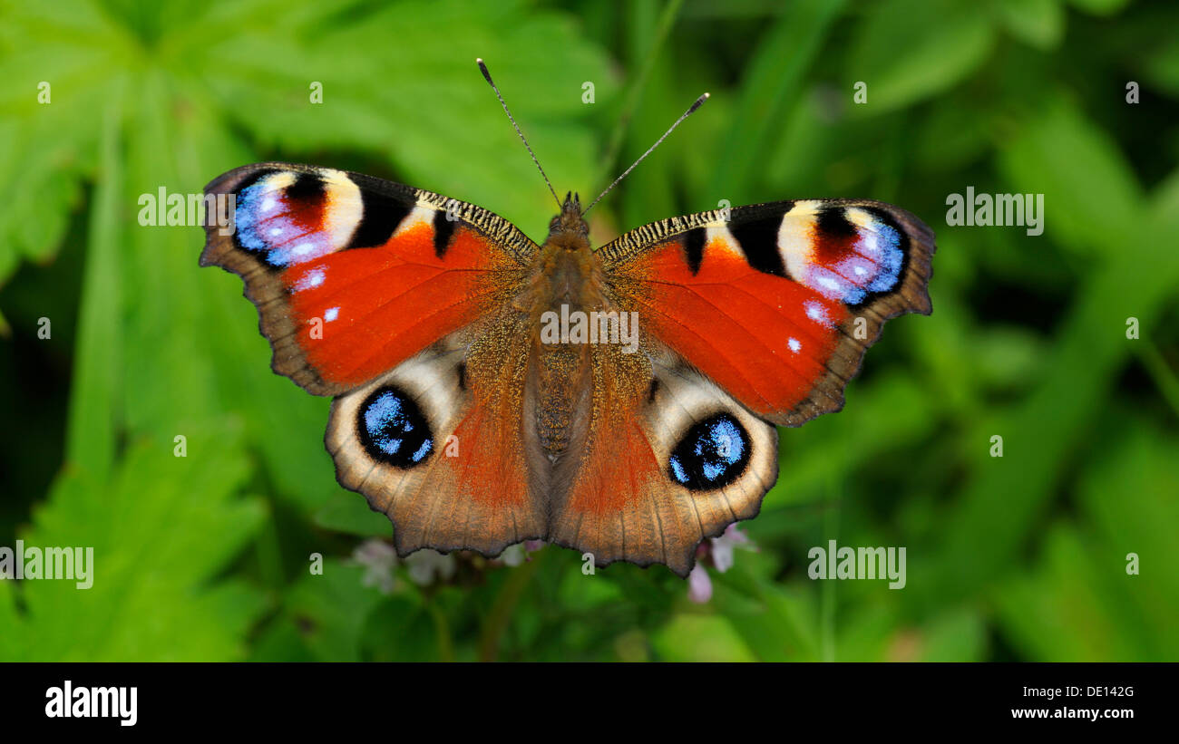 Peacock (Inachis io) feeding a Hedge Woundwort (Stachys sylvatica), Biosphaerengebiet Schwaebische Alb biosphere reserve Stock Photo