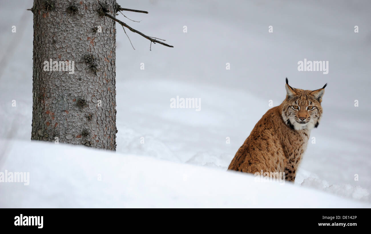 Eurasian Lynx (Lynx lynx), in deep powder snow, enclosure, national park, Bavarian Forest, Bavaria Stock Photo