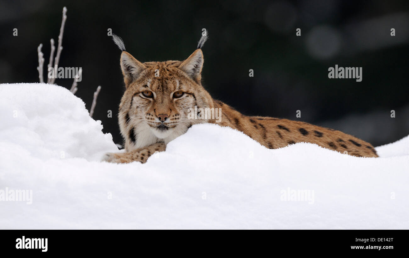 Eurasian Lynx (Lynx lynx), in deep powder snow, enclosure, national park, Bavarian Forest, Bavaria Stock Photo
