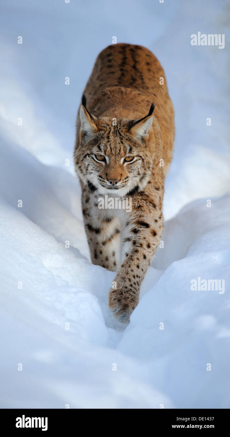 Eurasian Lynx (Lynx lynx), cub, running through deep snow, compound, Bavarian Forest National Forest, Bavaria Stock Photo