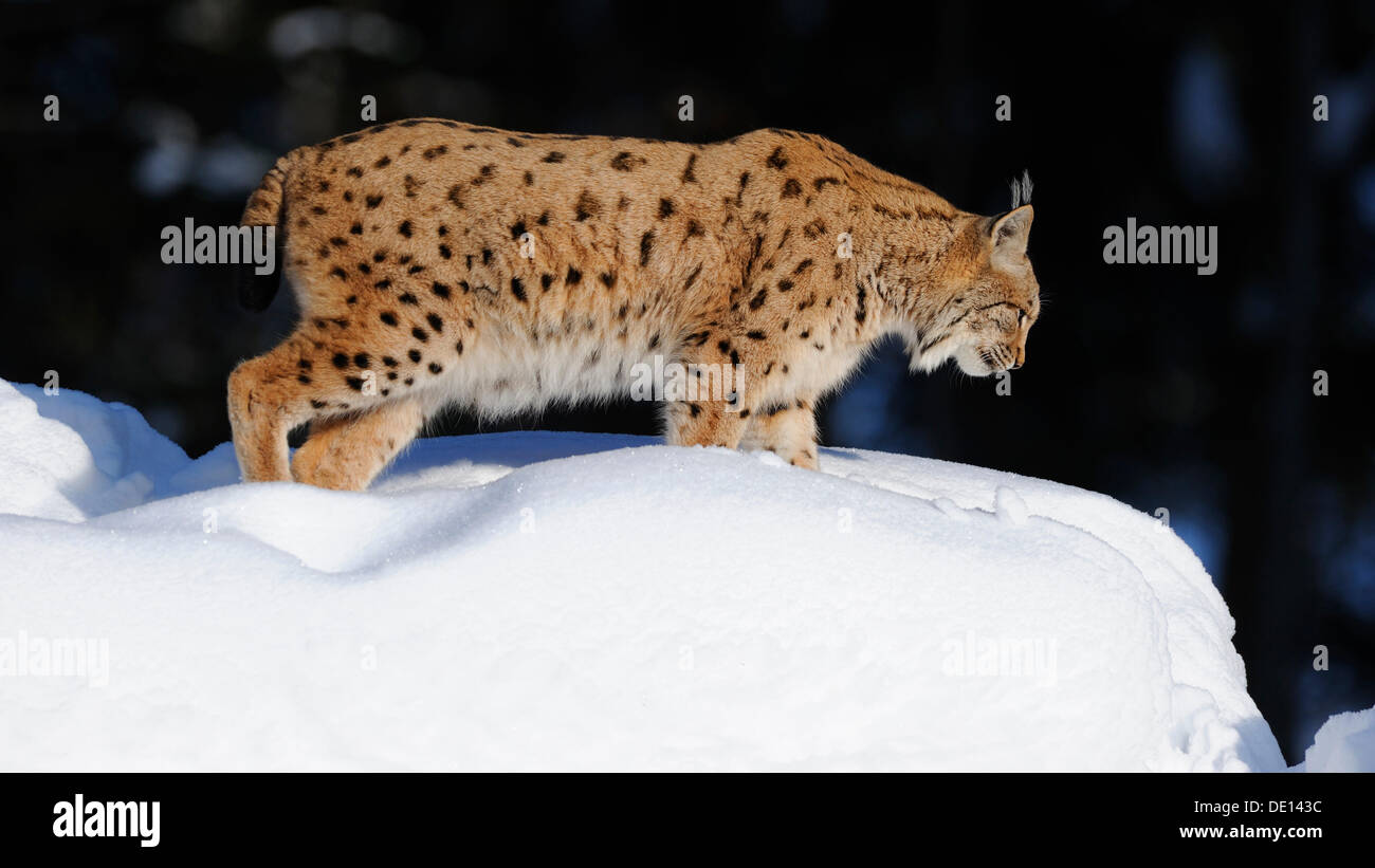 Eurasian Lynx (Lynx lynx), male adult, compound, Bavarian Forest National Forest, Bavaria Stock Photo