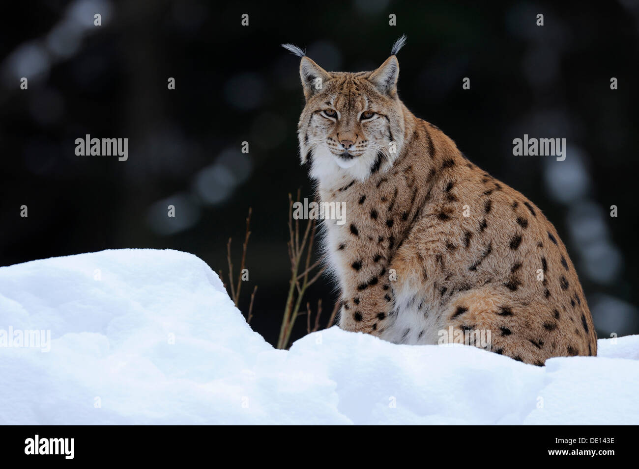 Eurasian Lynx (Lynx lynx), male adult, compound, Bavarian Forest National Forest, Bavaria Stock Photo