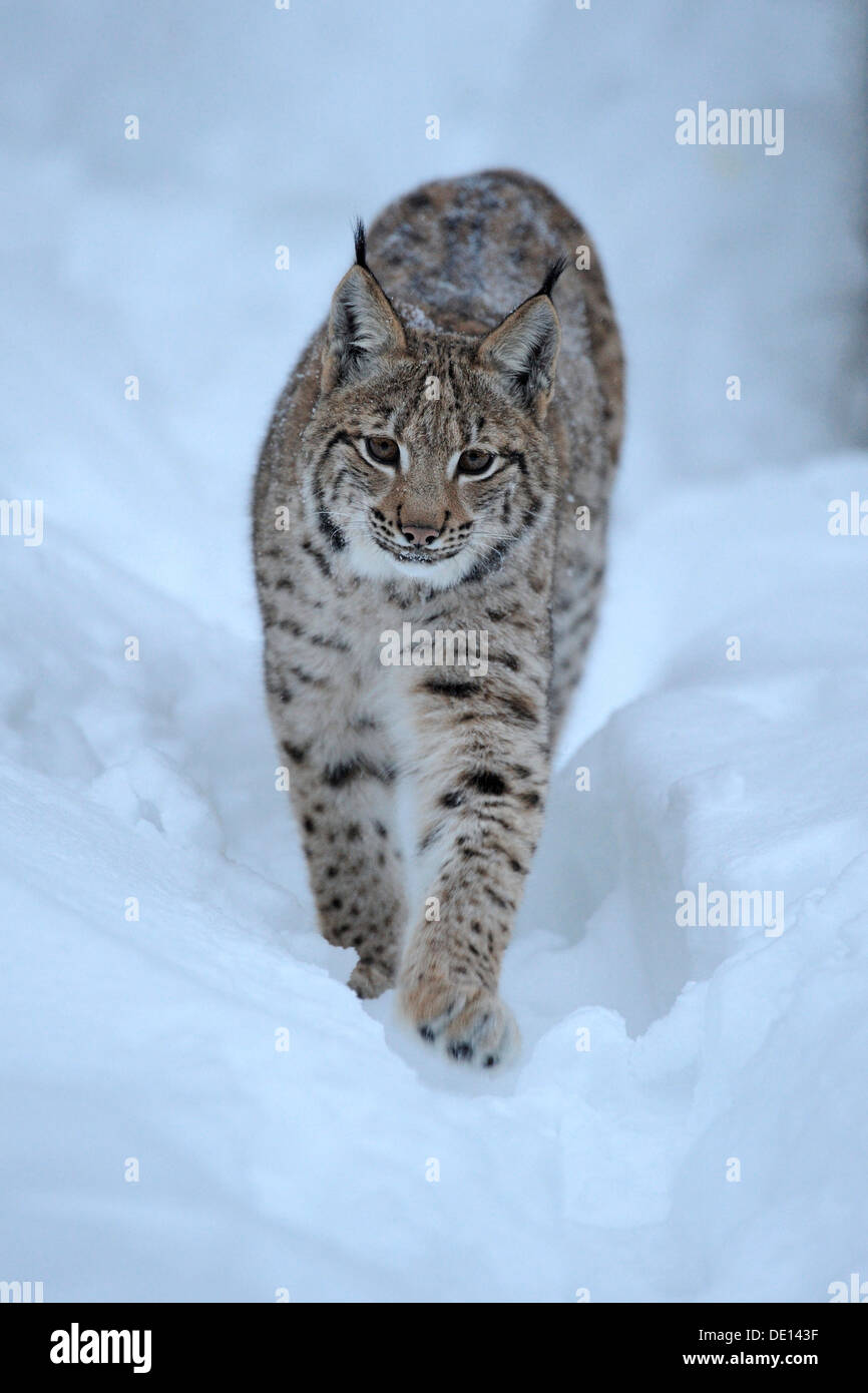 Eurasian lynx (Lynx lynx) cub running through deep snow, compound, Bavarian Forest National Forest, Bavaria Stock Photo