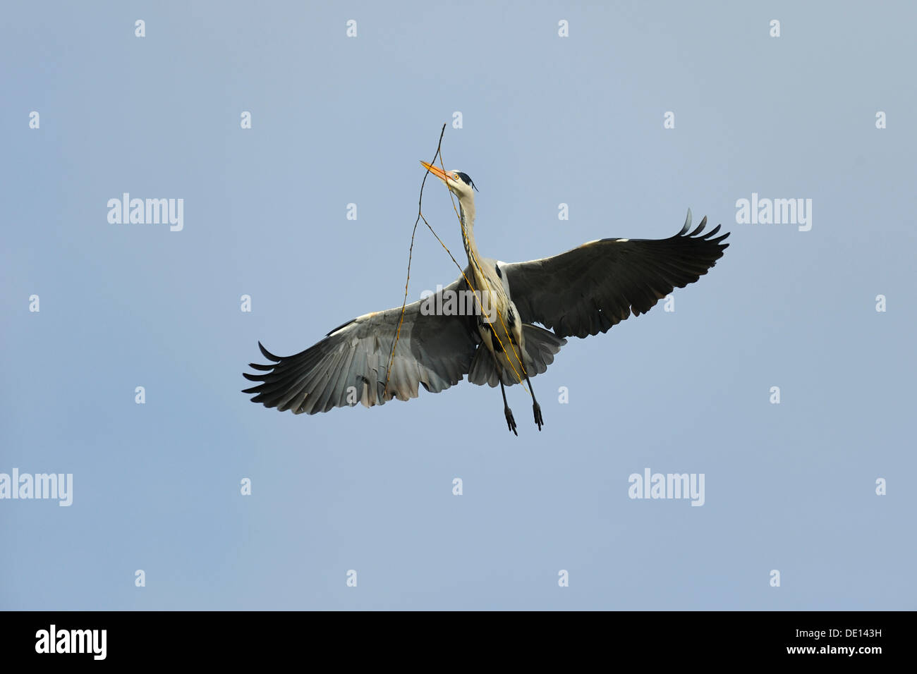Grey Heron (Ardea cinerea) flying with nesting material Stock Photo