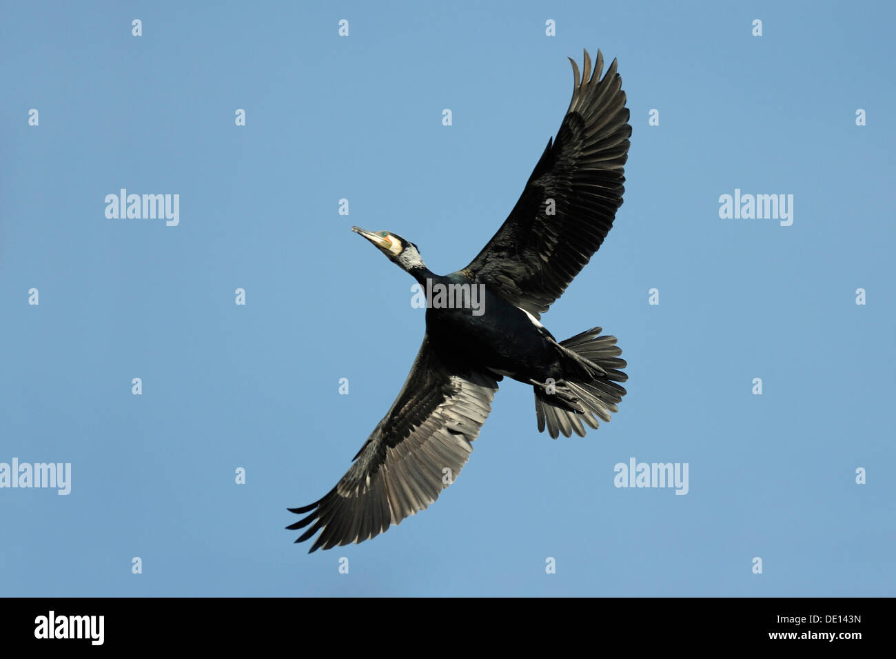 Cormorant (Phalacrocorax carbo), flying, breeding plumage Stock Photo