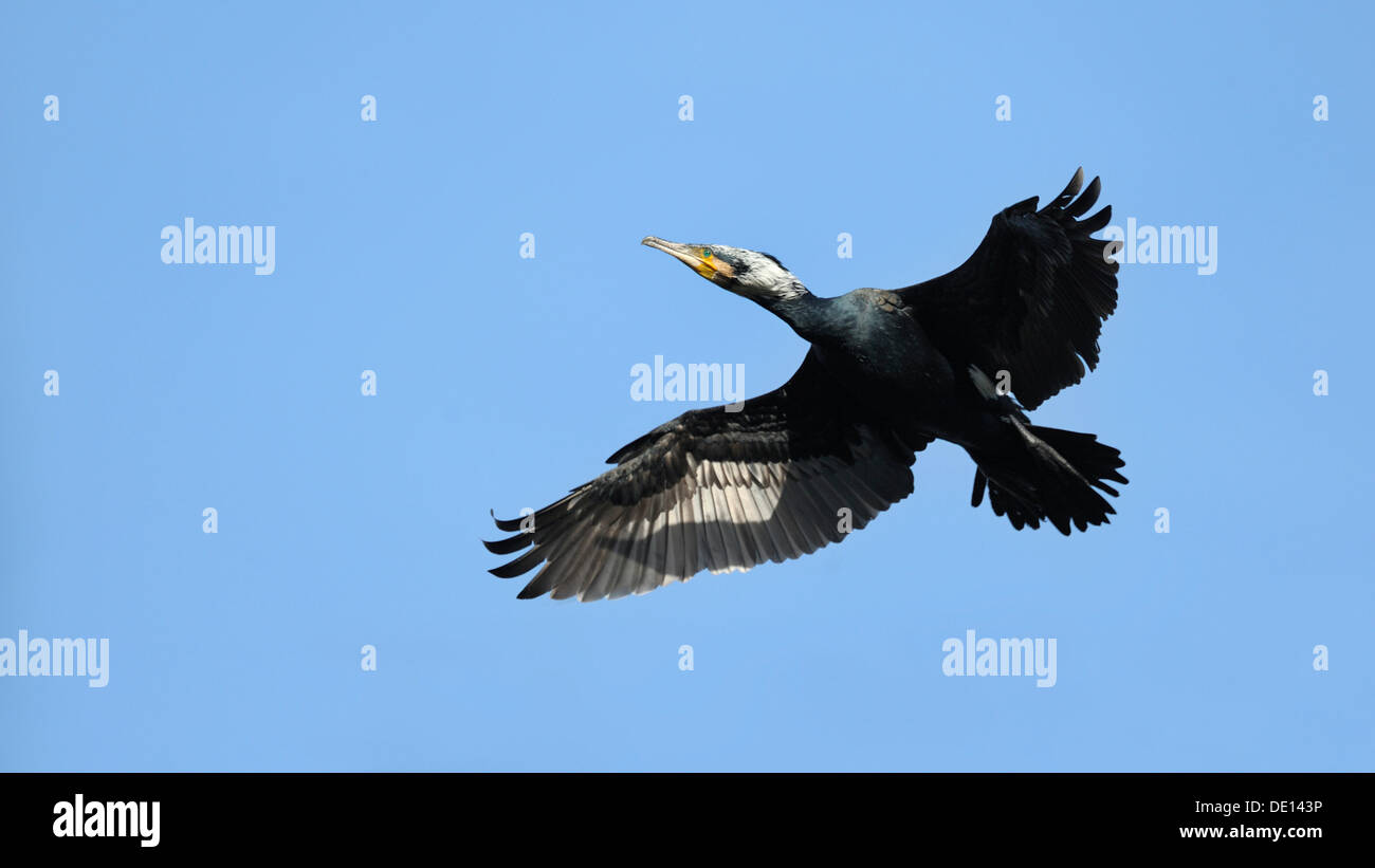 Cormorant (Phalacrocorax carbo), flying, breeding plumage Stock Photo